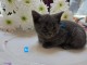 Chatons chartreux disponible 