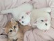 Chatons British Shorthair et Longhair &agrave; place 