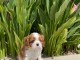 Chiots cavalier king charles m&acirc;le a donner 