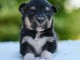 Chiots berger australien pour adoption 