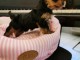 Je donne chiot Yorkshire femelle 