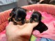 Je donne chiot Yorkshire femelle et m&acirc;le urgent 