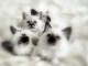B&eacute;b&eacute; chaton sacr&eacute; de Birmanie pour adoption 