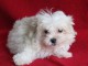 B&eacute;b&eacute; chiot bichon maltais femelle &agrave; donner 