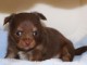 Chiots chihuahua pour adoption 