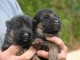 Je donne chiot berger allemand 