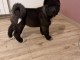Chiots Akita pour adoption 