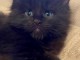 Adorable chaton Maine coon disponible 