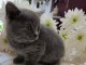 Je donne chaton chartreux disponible 