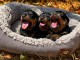 Chiots Rottweiler pour adoption 