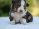 Je donne chiot berger australien 