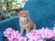Chiots Shiba disponible pour adoption 