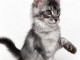B&eacute;b&eacute; chaton Maine coon disponible 