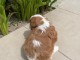 Je donne chiot cavalier king charles m&acirc;le 