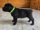 Chiots Staff disponible 