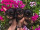 Chiots cavalier king Charles &agrave; place urgent 
