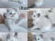 Dons chaton Ragdoll disponible 