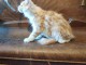 Je donne mes chaton Maine coon 