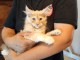 Maine coon m&acirc;le a donner urgent 