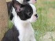 Dons chiots boster terrier 