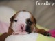 Chiot bouledogue anglais m&acirc;le a donner 