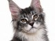 Chatons Maine coon m&acirc;le pour compagnie 