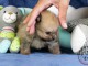 Adorable chiot spitz disponible imm&eacute;diatement 