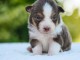 Je donne chiot berger australien 