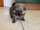 Magnifique chiots spitz disponible 