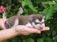 Je donne chiot husky sib&eacute;rien disponible 
