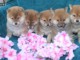 Annonces chiot Shiba disponible 