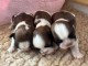 Je donne chiot Shih Tzu disponible 