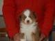 Je donne chiot berger australien 