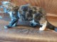 Adorable chaton Maine coon disponible &agrave; partir 