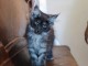 Chatons Maine coon m&acirc;le a donner 