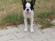 Chiot boster terrier disponible 