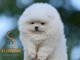 Pom&eacute;ranien BOO chiots &agrave; vendre