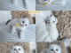 Adorable chaton Ragdoll disponible pour adoption 