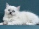 Magnifique chaton Ragdoll disponible 