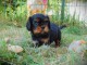 Je donne chiot cavalier king Charles m&acirc;le 