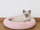 Magnifique chaton Ragdoll m&acirc;le 