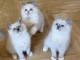 Magnifique chaton Ragdoll disponible 