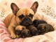 Annonces chiot bouledogue fran&ccedil;ais 