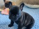 Chiot type bouledogue fran&ccedil;ais femelle 