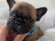 Je donne chiot bouledogue fran&ccedil;ais 