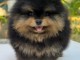 Je donne chiot Spitz allemand 