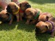 chiots bouledogue fran&ccedil;ais pour adoption 
