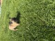 Adorable chiot bouledogue fran&ccedil;ais 