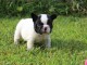Adorable chiot bouledogue fran&ccedil;ais femelle &agrave; donner 