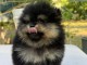 Magnifique chiots spitz allemand 